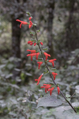 Salvia gesneriiflora