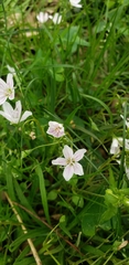 Claytonia virginica