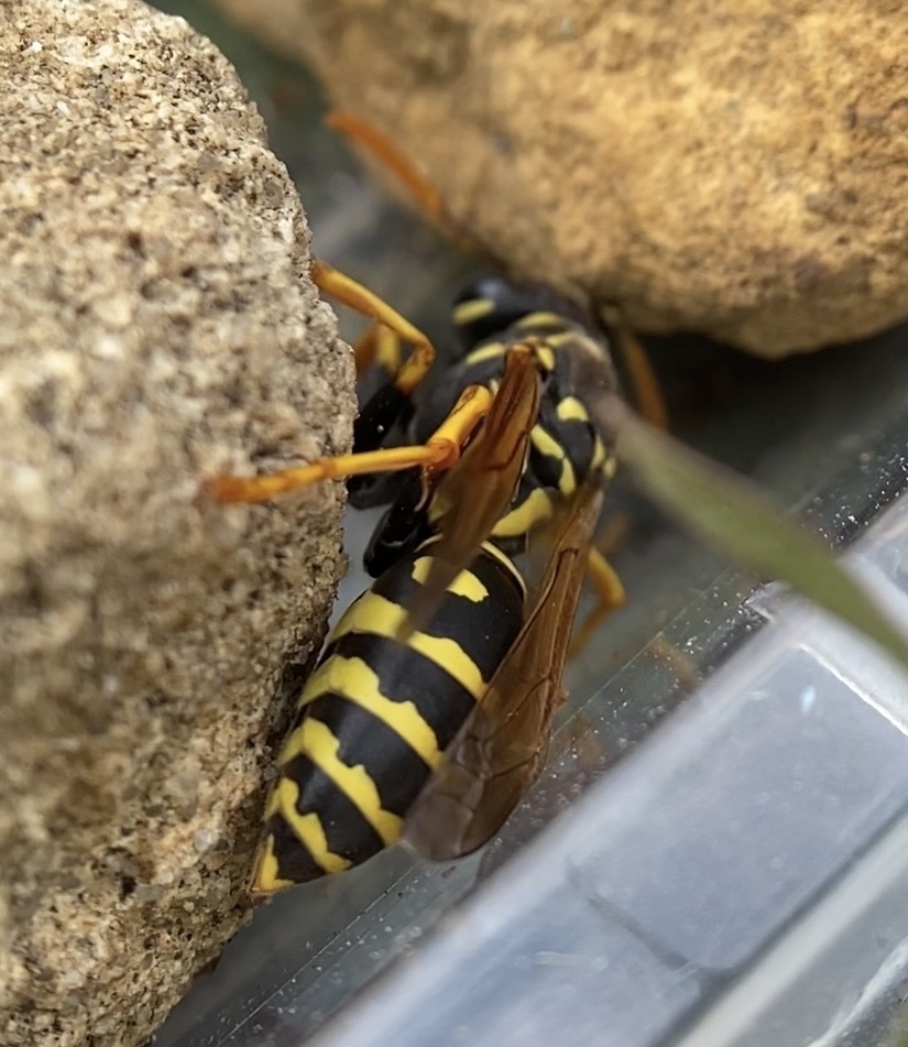 European Paper Wasp in April 2026 by aurajay · iNaturalist