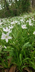 Claytonia virginica