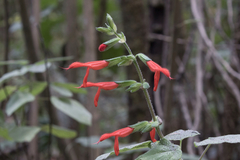 Salvia gesneriiflora