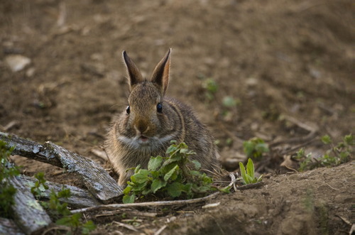 Appalachian Cottontail observed by gobygal