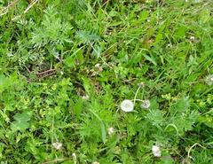 Artemisia absinthium