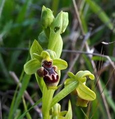 Ophrys umbilicata