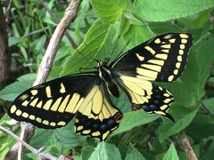 Papilio zelicaon