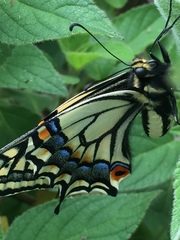 Papilio zelicaon