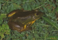 Euphlyctis hexadactyla