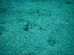 Coryphopterus glaucofraenum