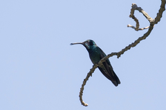Colibri thalassinus