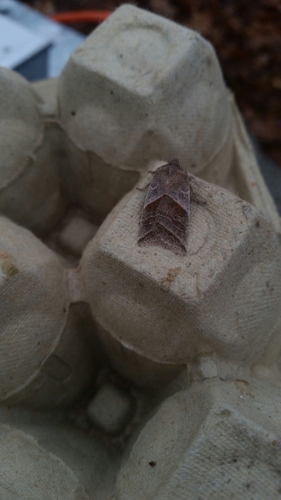 Lost Sallow photo 4