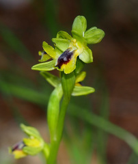 Ophrys lutea galilaea