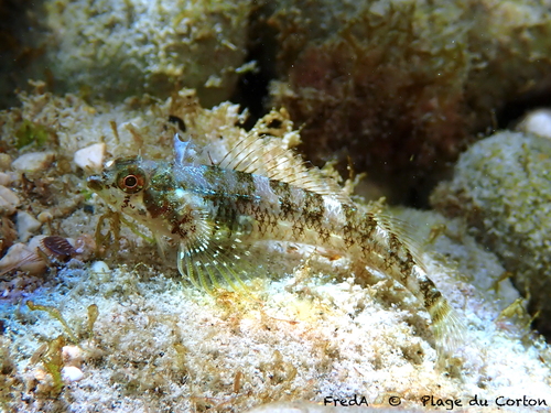 Red-black Triplefin, photo 3 of 7