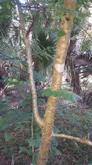 Gleditsia aquatica