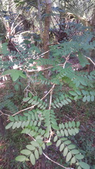 Gleditsia aquatica