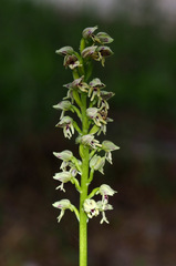 Orchis galilaea