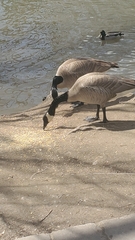 Branta canadensis