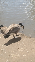 Branta canadensis