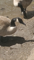 Branta canadensis