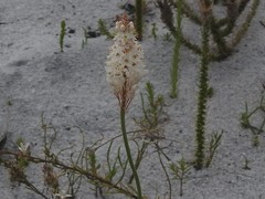 Bulbinella trinervis