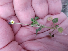 Viola arvensis