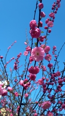 Prunus triloba