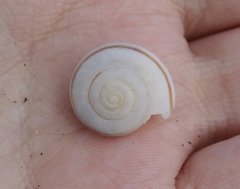 Sonorelix borregoensis