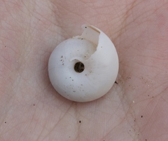 Sonorelix borregoensis