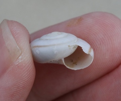 Sonorelix borregoensis