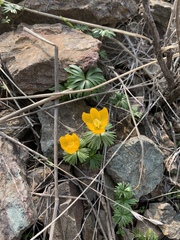Eranthis longistipitata