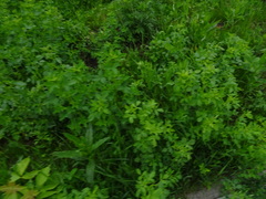 Artemisia vulgaris