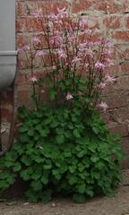 Aquilegia vulgaris