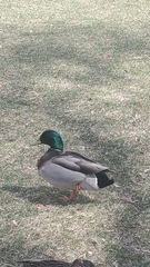 Anas platyrhynchos