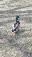 Anas platyrhynchos