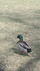 Anas platyrhynchos