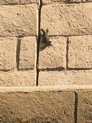 Sceloporus occidentalis