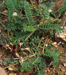 Astragalus palaestinus