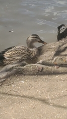 Anas platyrhynchos