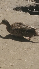 Anas platyrhynchos