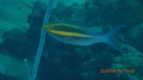 Pentapodus caninus observed 2026-04-20