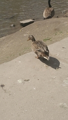 Anas platyrhynchos