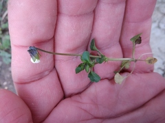 Viola arvensis