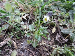 Viola arvensis