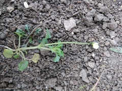 Viola arvensis