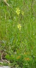 Linaria vulgaris