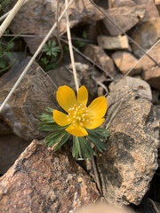 Eranthis longistipitata