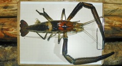 Macrobrachium carcinus