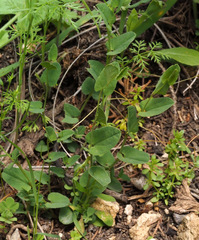 Aristolochia parvifolia