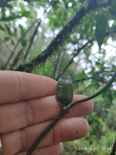Behnia reticulata, photograph 3