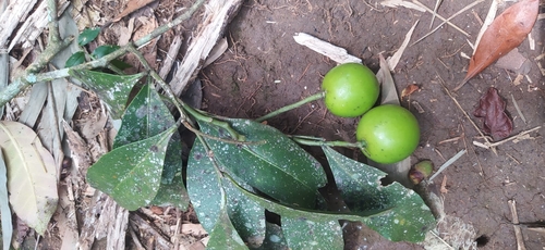 Agonandra excelsa (Agonandra excelsa)