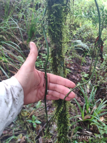 Behnia reticulata, photograph 2